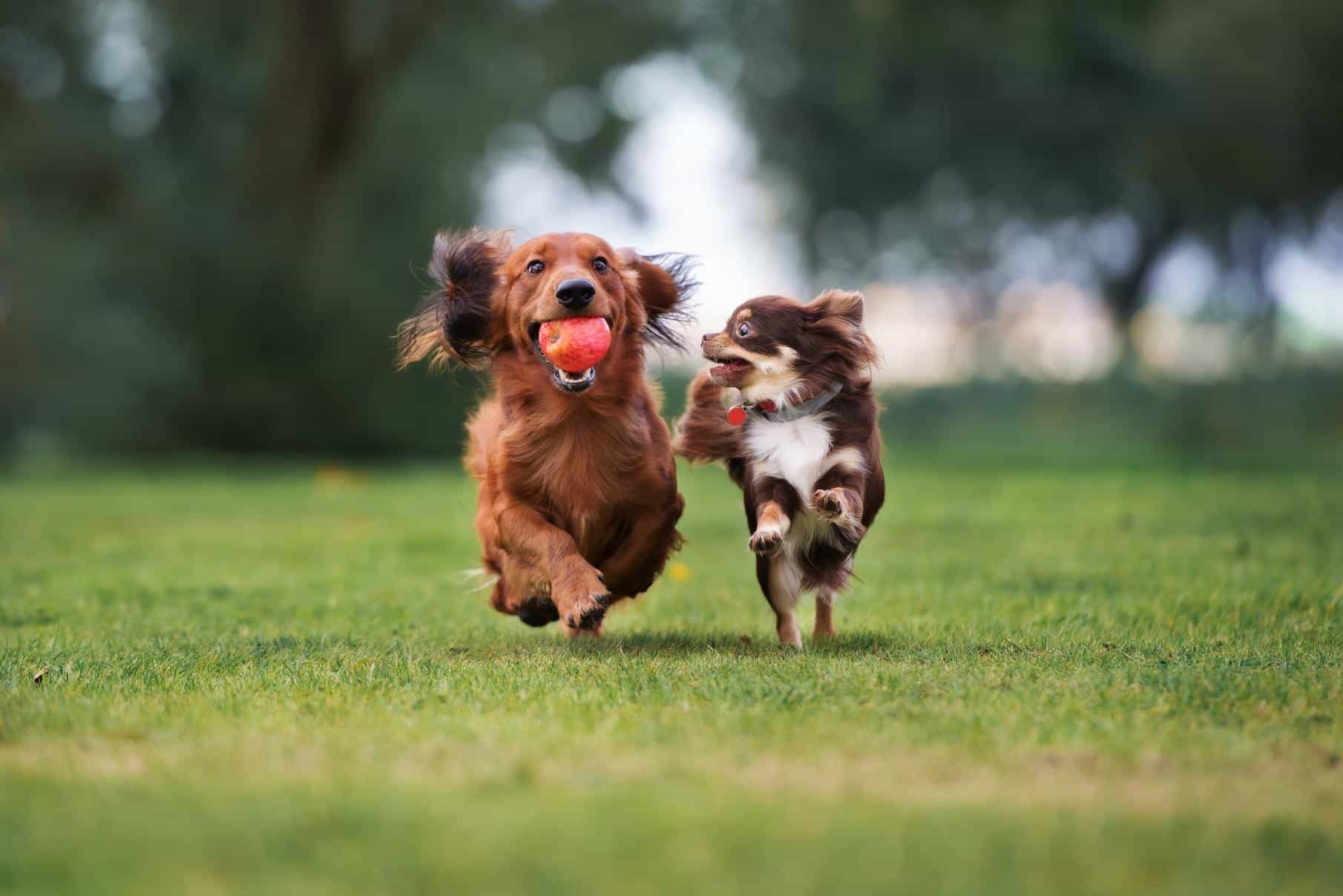 Hundehaltung in der Mietwohnung - Dürfen Vermieter das Halten von Hunden verbieten?