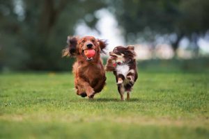 Hundehaltung in der Mietwohnung - Dürfen Vermieter:innen das Halten von Hunden verbieten?